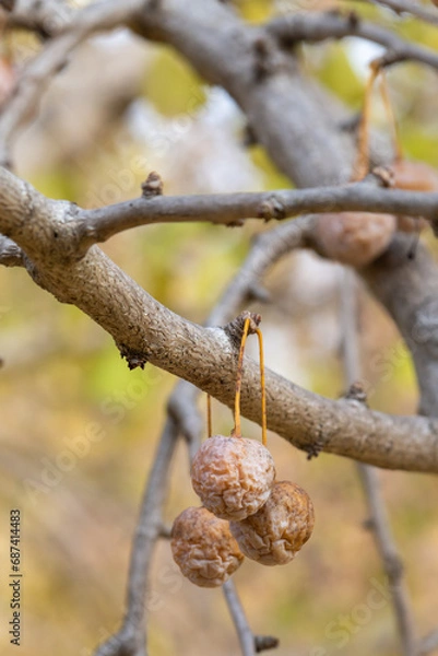 Fototapeta 銀杏の実（愛知県稲沢市祖父江町）
