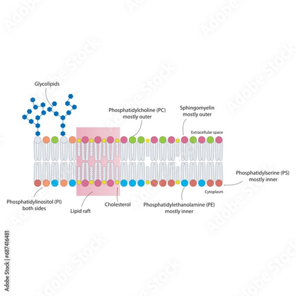 Fototapeta Diagrams showing schematic structure of cytoplasmatic membrane, including phospholipids (PE, PC, PS, sphingomyelin) glycolipids, cholesterol, lipid raft. Colorful scientific vector illustration.
