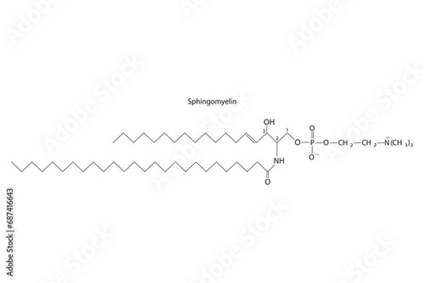 Fototapeta Diagram showing schematic molecular structure of Sphingomyelin  Scientific vector illustration.