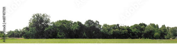 Fototapeta A group of rich green trees High resolution on transparent background.