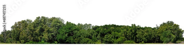 Fototapeta A group of rich green trees High resolution on transparent background.