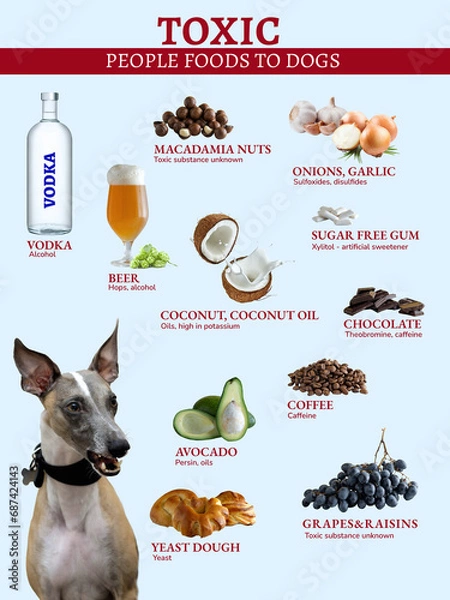 Fototapeta Chart of Dangerous Foods for Dogs. Common foods are toxic to dogs. Hazardous substances in products.