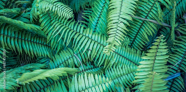 Fototapeta Tropical green fern leaves in dark tones. Meditation inspiration spa wellbeing health natural background. Closeup nature view of green leaf and palms background. Flat lay, dark nature concept, tropics
