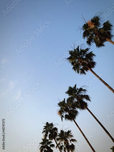 Fototapeta Coconut tree