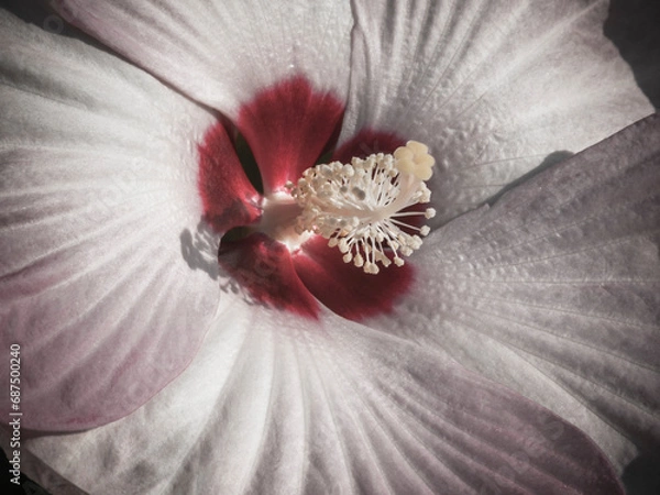 Obraz Beautiful Dahlia