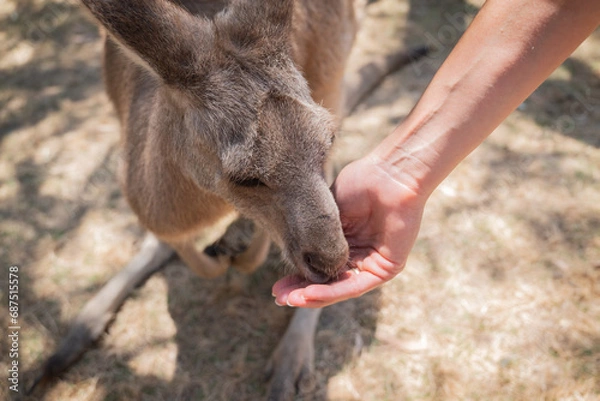 Fototapeta Portrait of a Red Kangaroo (Osphranter rufus), the largest of all kangaroos, eating from hand