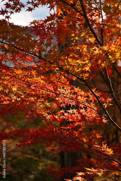 Fototapeta 京都東福寺境内の紅葉