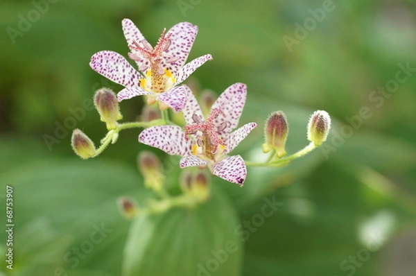 Obraz ホトトギス