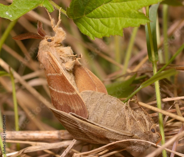 Fototapeta fox moths, Macrothylacia rubi, mating on a grass
