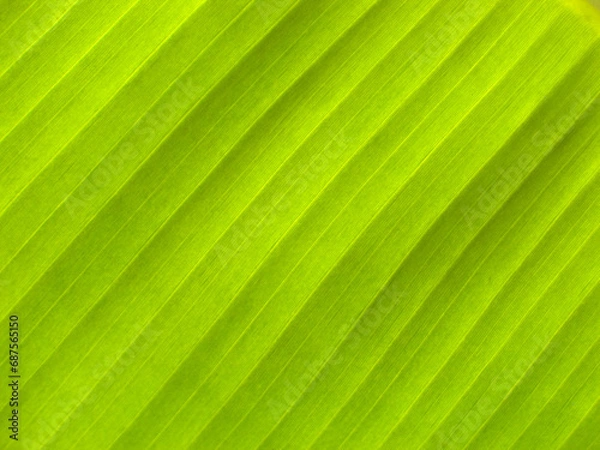 Obraz Close up green leaves
