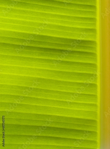 Obraz Close up green leaves