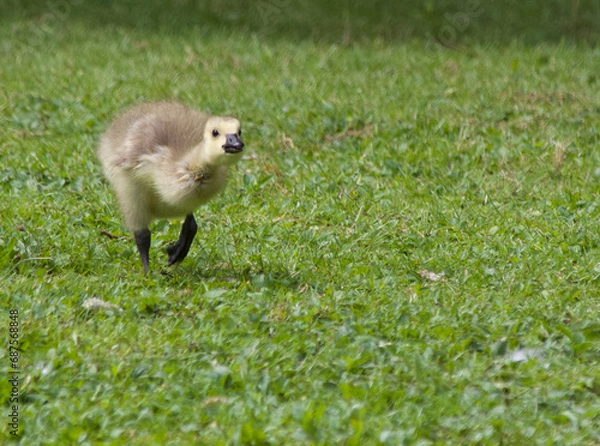 Obraz Geese and goslings
