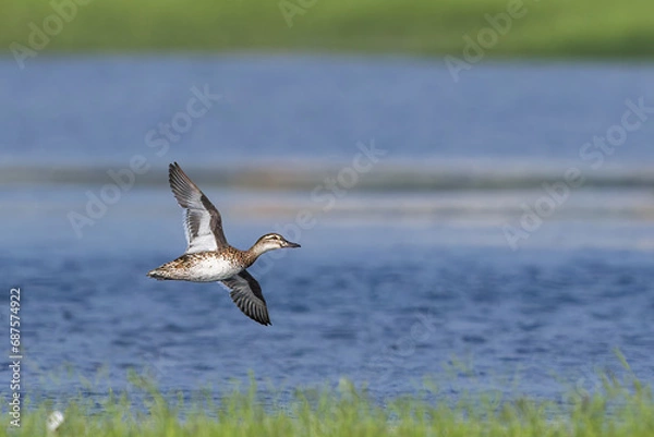 Fototapeta Garganey A Winter Visitor in Flight