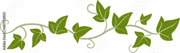 Obraz ivy vine illustration