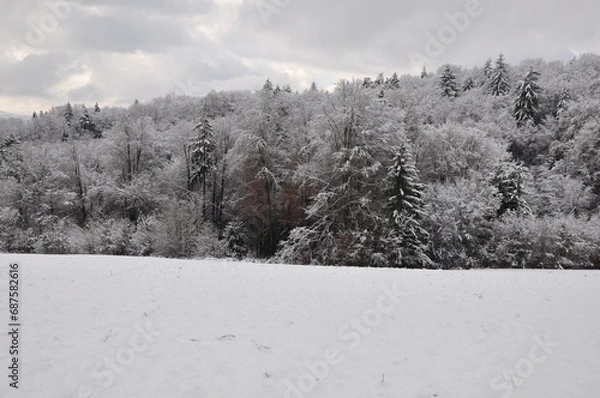 Obraz snow covered trees in the mountains