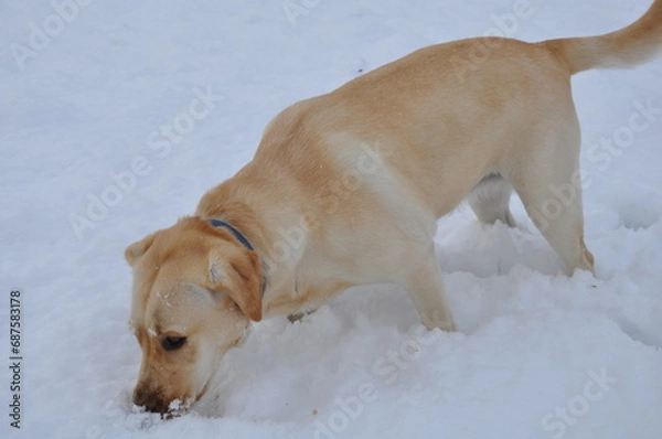 Obraz golden retriever dog