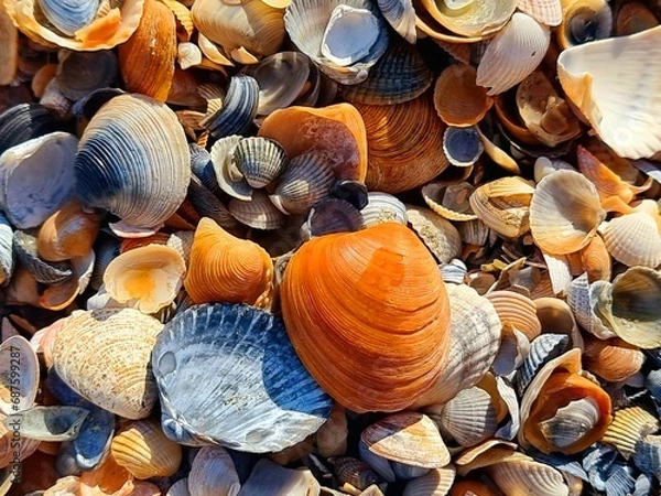 Obraz seashells on the beach