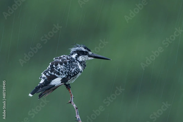Fototapeta Pied Kingfisher Bird In Rain Creating a Streak in Background