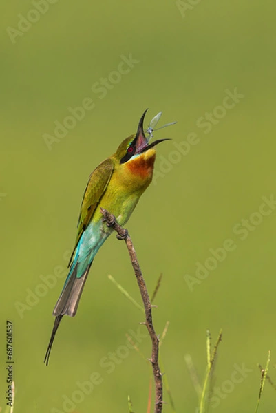 Fototapeta Blue tailed Bee-eater Tossing a Dragon-fly