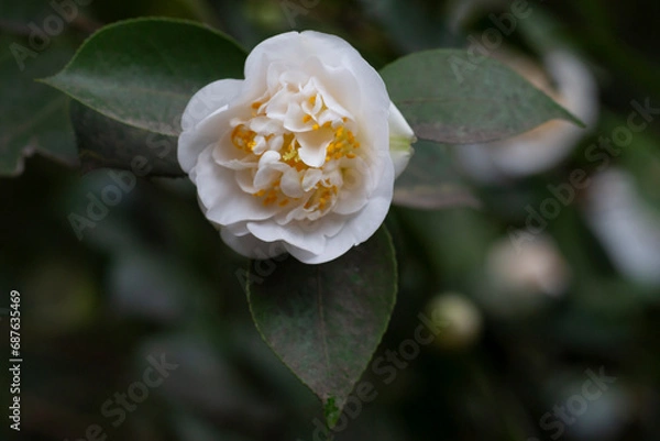 Obraz Blossoms of white camellia , Camellia japonica selective focus