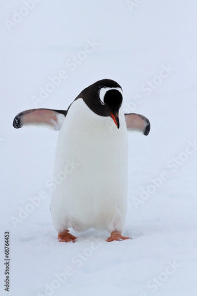 Obraz Gentoo penguin walking on snow winter overcast day