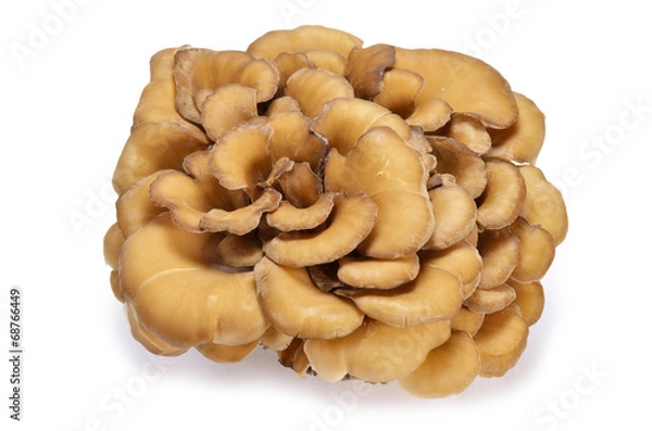 Fototapeta maitake mushroom