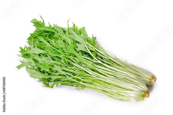 Fototapeta Potherb Mustard