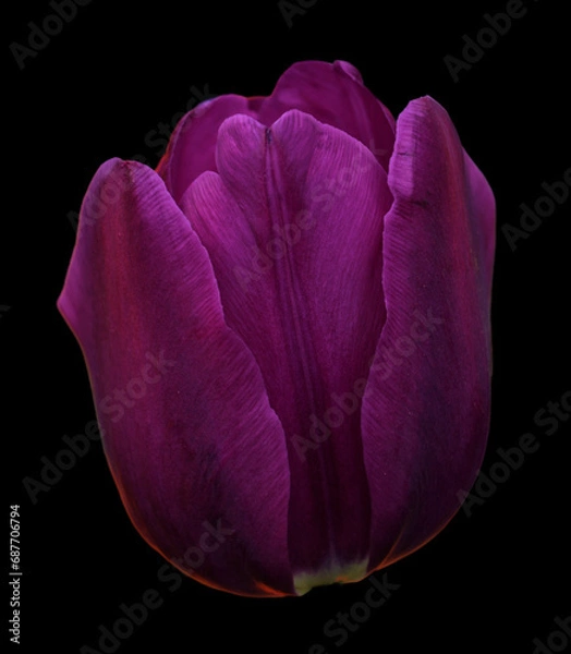 Fototapeta Tulips is a perennial, bulbous plant with showy flowers in the genus Tulipa, of which up to 109 species