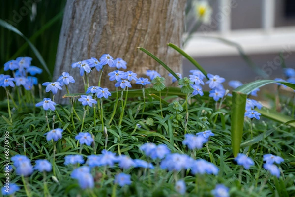 Fototapeta ハナニラの花　春のイメージ