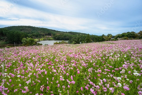 Fototapeta コスモスの花　秋のイメージ