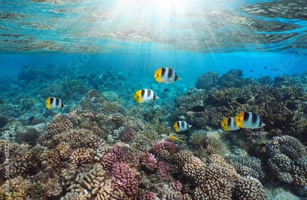 Obraz Coral reef with tropical fish and sunlight underwater in the south Pacific ocean, French Polynesia, Rangiroa