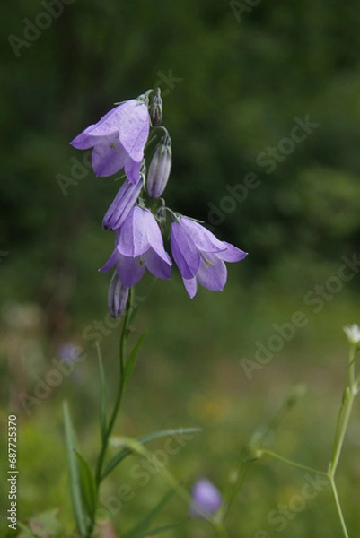 Obraz Beautiful mountain flowers bluebells on the meadow.