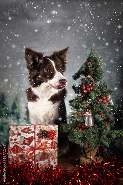 Obraz Natale bordercollie