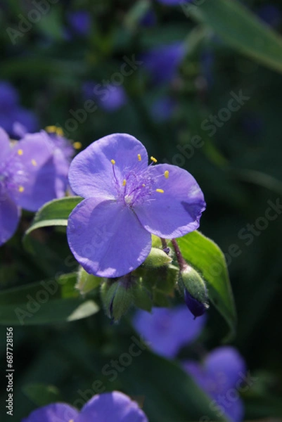 Fototapeta Beautiful blue flowers in the park.