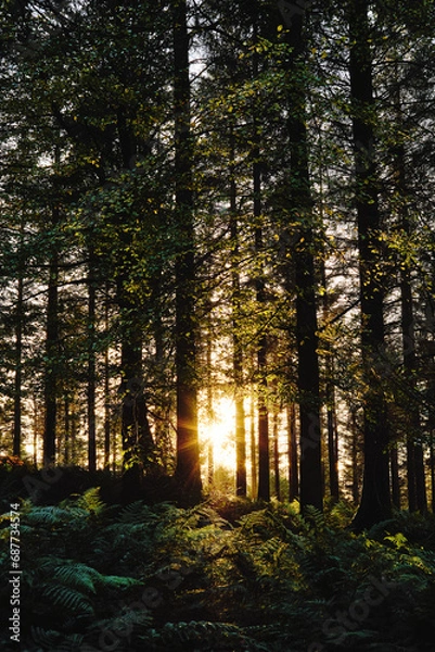Fototapeta Sunset light rays in the pine forest