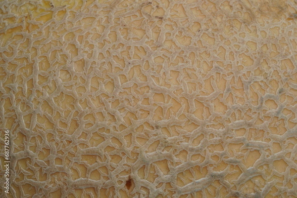 Obraz Melon skin texture,super close up