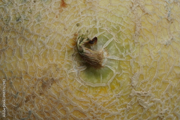 Fototapeta Ripe melon , front side ,super macro view
