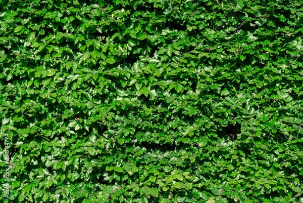 Fototapeta Tropical leaves texture,Abstract nature leaf green texture background,picture can used wallpaper desktop,copy space for add text.
