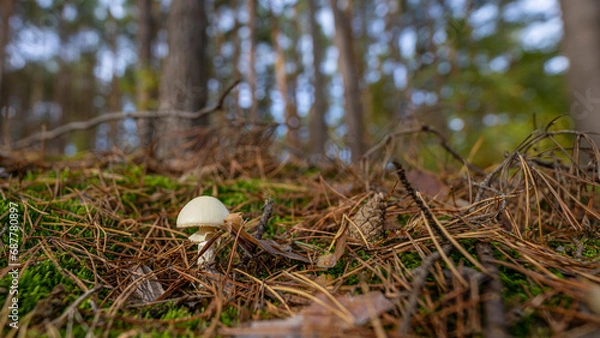 Fototapeta kleiner weißer Waldpilz