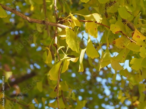 Obraz leaves on blue sky