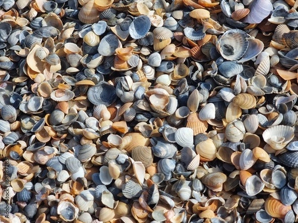 Fototapeta Sea shells texture