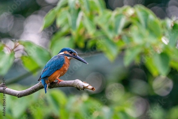 Fototapeta Colorful king fisher bird on a branch of a tree waiting to catch a fish in the Netherlands. Green leaves