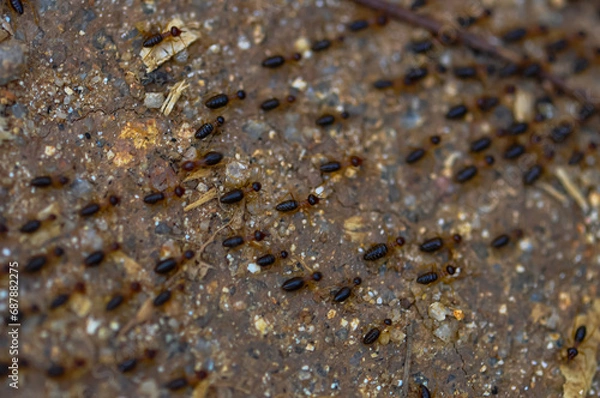 Fototapeta Large colony of termites in the jungle of Thailand