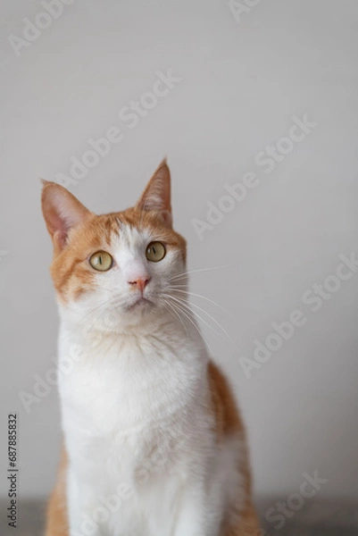 Fototapeta 見つめる猫　茶トラ白