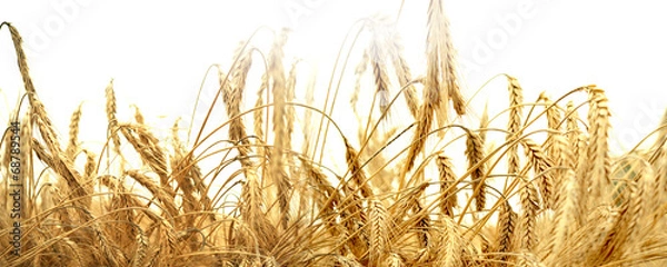 Fototapeta zboże