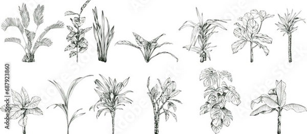 Fototapeta Collection of hand drawn tropical palm trees and plants sketch illustration isolated on white background.