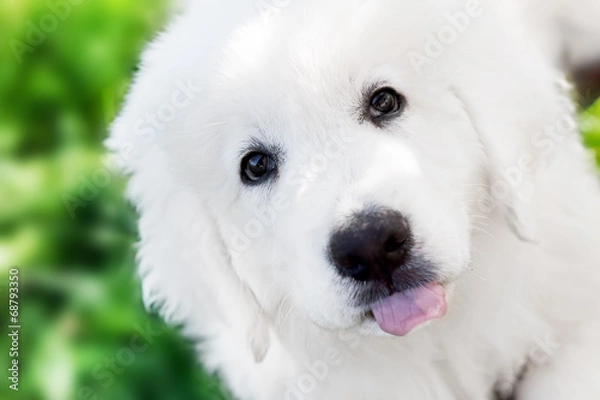 Fototapeta Cute white puppy dog portrait. Polish Tatra Sheepdog