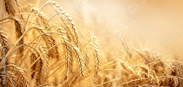 Fototapeta zboże