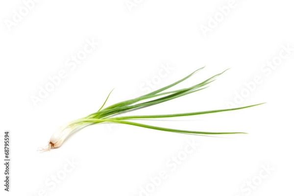 Fototapeta spring onion isolated