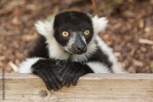 Obraz black and white ruffed lemur 9053